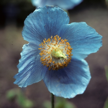 Meconopsis betonicifolia '' (004985)