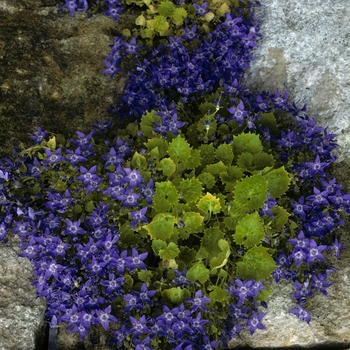 Campanula garganica 'Dickson's Gold' (004997)