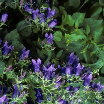 Campanula 'Kent Belle' (004999)