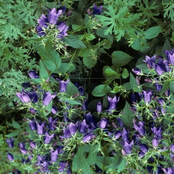 Campanula 'Kent Belle' (005000)