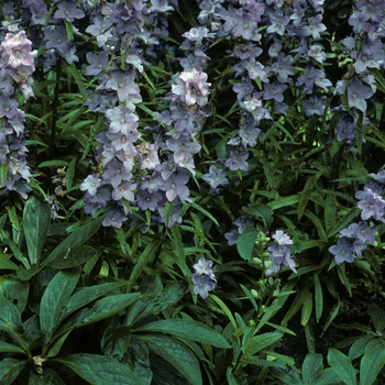 Campanula latiloba 'Hidcote Amethyst' (005007)