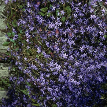 Campanula poscharskyana '' (005020)