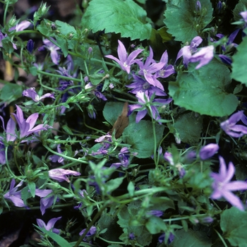 Campanula poscharskyana '' (005021)