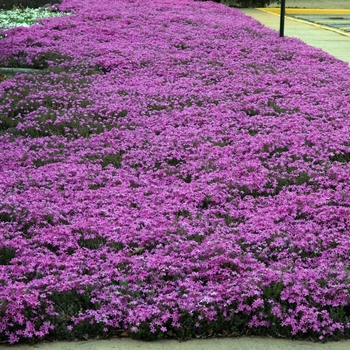 Phlox subulata '' (005035)