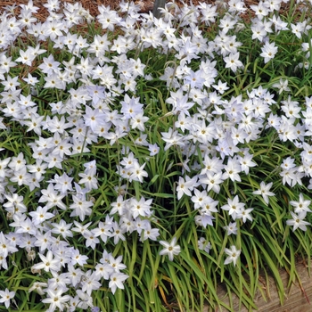 Ipheion uniflora