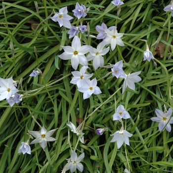 Ipheion uniflora '' (005040)