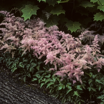 Astilbe simplicifolia 'Dunkellachs' (005044)