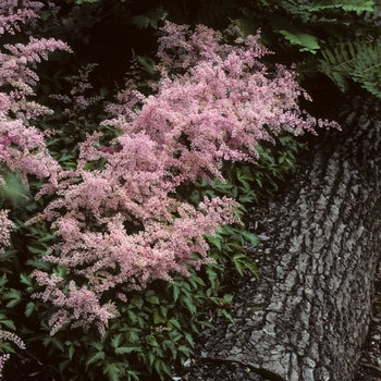 Astilbe simplicifolia 'Dunkellachs' (005045)