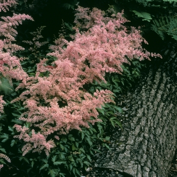 Astilbe simplicifolia 'Dunkellachs' (005046)