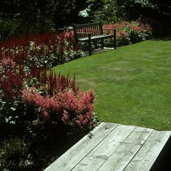 Astilbe x arendsii 'Etna' (005047)