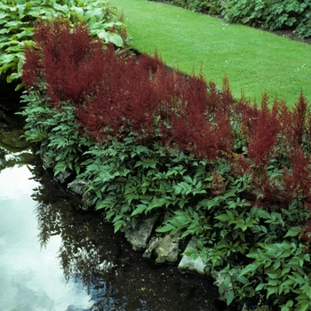 Astilbe japonica 'Montgomery' (005053)