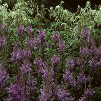 Astilbe chinensis var. taquetii 'Purple Lance' (005059)