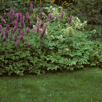 Astilbe chinensis var. taquetii 'Purple Lance' (005060)