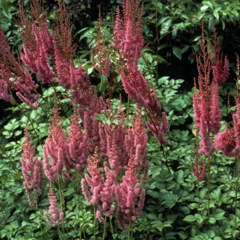 Astilbe chinensis var. taquetii 'Purple Lance' (005062)