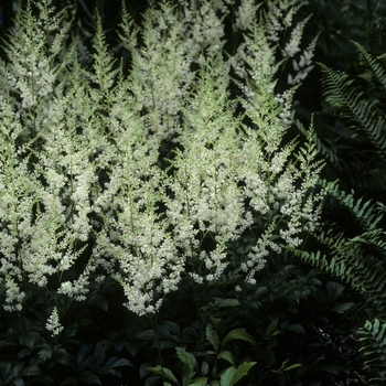 Astilbe x arendsii 'Snowdrift' (005065)