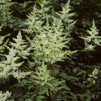 Astilbe x arendsii 'Snowdrift' (005066)