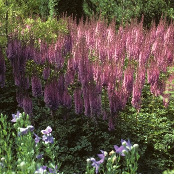 Astilbe chinensis var. taquetii '' (005068)