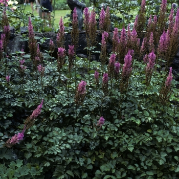 Astilbe chinensis var. taquetii 'Superba' (005069)