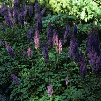 Astilbe chinensis var. taquetii 'Superba' (005070)