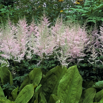 Astilbe x arendsii 'Venus' (005073)