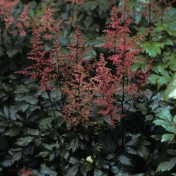 Astilbe x arendsii 'Vesuvius' (005082)