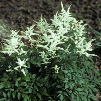 Astilbe x arendsii 'Washington' (005084)