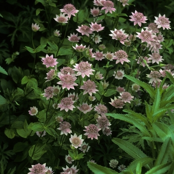 Astrantia maxima '' (005103)