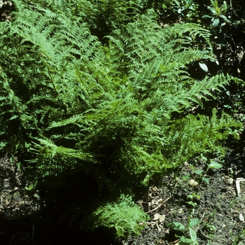 Athyrium filix-femina 'Plumosa-Cristata' (005108)