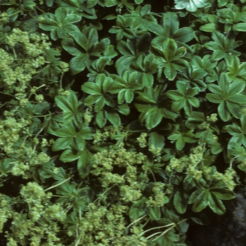 Alchemilla conjuncta '' (005115)