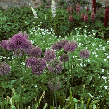 Allium aflatunense '' (005128)