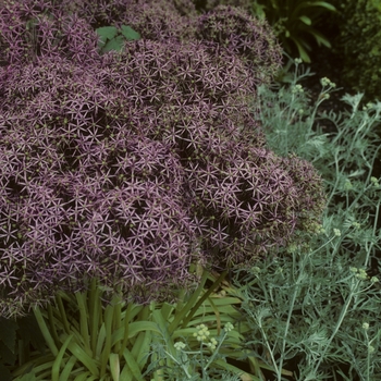 Allium christophii '' (005135)