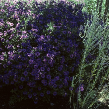 Aster novae-angliae 'Hella Lacy' (005137)