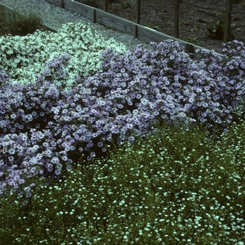 Aster novae-angliae 'Mt. Everest' (005141)