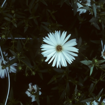 Aster novae-angliae 'Mt. Everest' (005142)