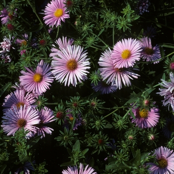 Aster novae-angliae 'Rose Seiger' (005146)