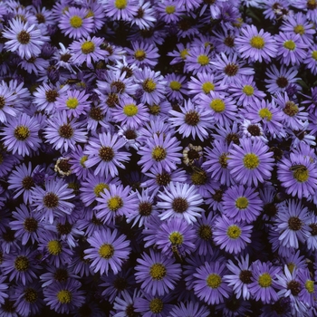 Aster novi-belgii 'Professor Anton Kippenburg' (005152)