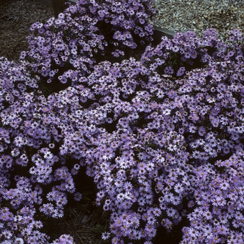 Aster novi-belgii 'Professor Anton Kippenburg' (005153)