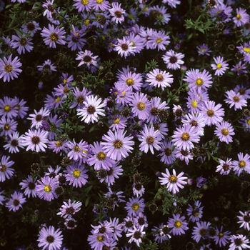 Aster novi-belgii 'Professor Anton Kippenburg' (005154)