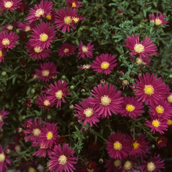 Aster novi-belgii 'Winston Churchill' (005156)