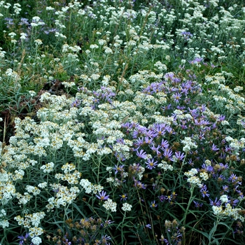 Aster spectabilis '' (005162)