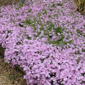 Phlox nivalis 'Eco Flirtie Eyes' (005164)