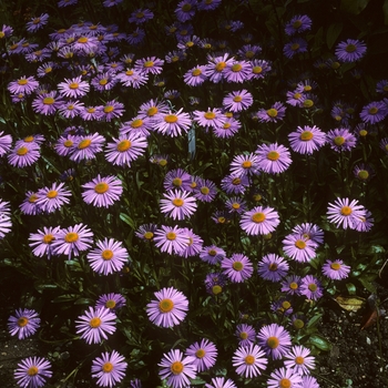 Aster tongolensis 'Beergarten' (005168)