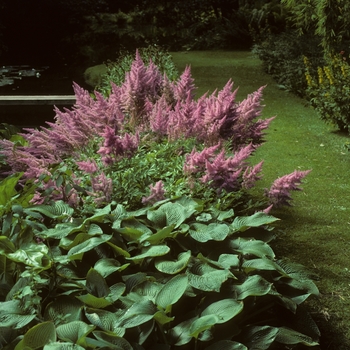 Astilbe x arendsii 'Amethyst' (005179)