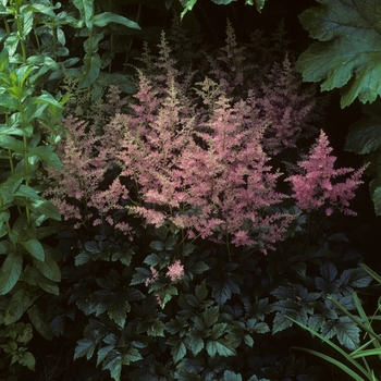 Astilbe x arendsii 'Amethyst' (005180)