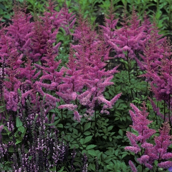 Astilbe x arendsii 'Amethyst' (005181)