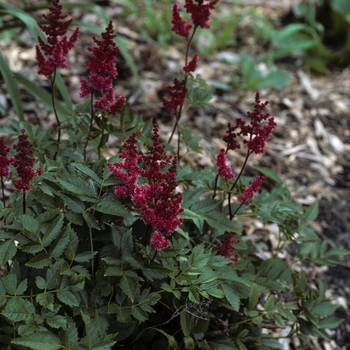 Astilbe rhizomatous 'August Light' (005183)