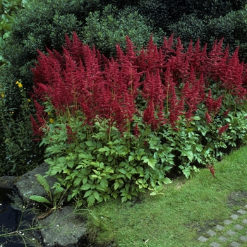 Astilbe x arendsii 'Bonn' (005184)