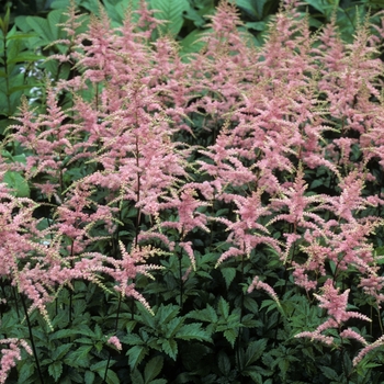 Astilbe x arendsii 'Bressingham Beauty' (005187)