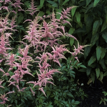 Astilbe x arendsii 'Bressingham Beauty' (005188)