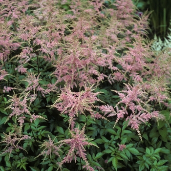 Astilbe x arendsii 'Bressingham Beauty' (005189)